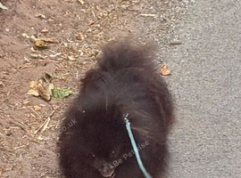 2 year old Pomeranian