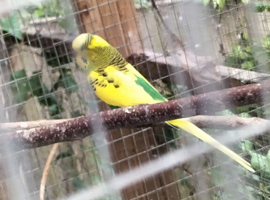 2025 Budgies For Sale