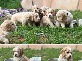 Beautiful Golden Working Sprocker Spaniel Puppies