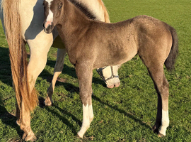 Blue roan filly