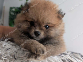 Beautiful Pomeranian Female Puppies Available ️