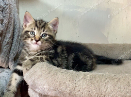 Beautiful Tabby Male  Kitten