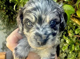 Cottage cavapoo puppies