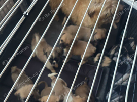 Jactzu puppies