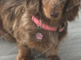 16/08/26 Beautiful litter of Chiweenie pups Minature dachshund x chihuahua ready to go next week