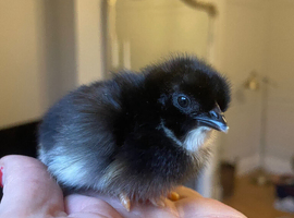 French Black Copper Marans