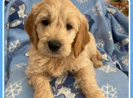 VET CHECKED STUNNING F1 MINIATURE GOLDENDOODLES