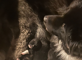 Beautiful American Akita pups for sale