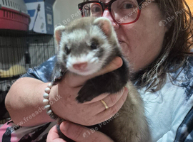 Ferret