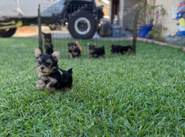 Yorkshire terrier puppie boy & girl