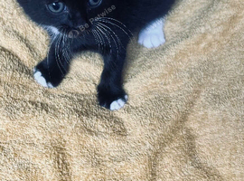 Kittens