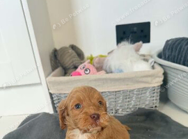 Cockpoo