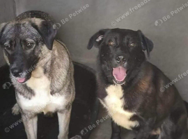 Bonded pair must be homed together - Poppy (greyish)  Pansy (darker)