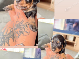 Dachshund puppies