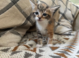 Kittens