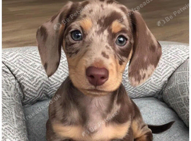 Wanted puppy .