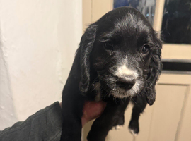 Cocker spaniel puppies