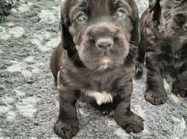 K C  registered cocker spaniels for sale