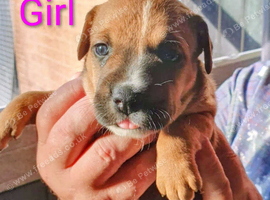 Beautiful pups for sale