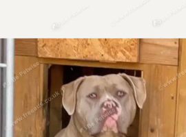 Loving lovely mastiff girl for ad sale