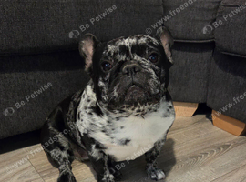 Beautiful Merle French Bulldog
