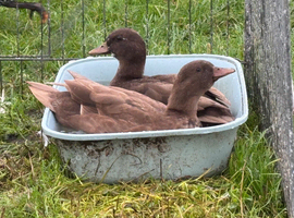 Call duck pairs 2026 hatch