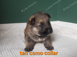 gorgeous black and tan german shepard pups
