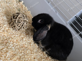Male Mini lop