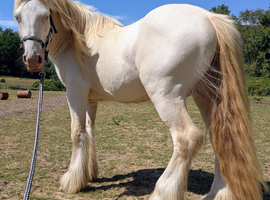 Cremello hermits bred colt