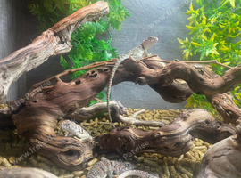 Eastern Collared LIzards at Birmingham Reptiles