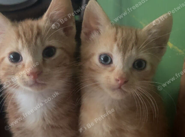 4 Gorgeous Ginger Kittens