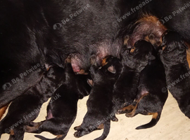 6 Stunning rottweiler puppies