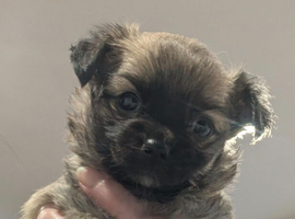Chihuahua puppy