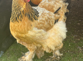 Two hens