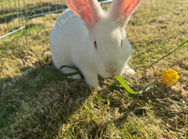 Rabbit for rehoming