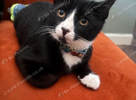 Tuxedo boy kitten