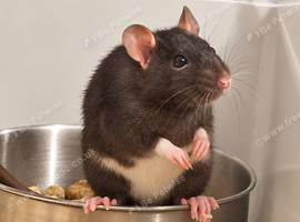 Black Rat (Female)