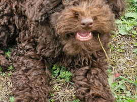 Gorgeous KC REG chocolate toy poodle pups