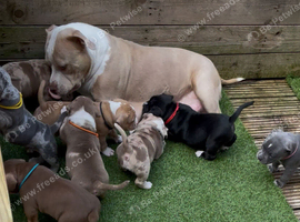 Staffy X Pocket Bully Puppies