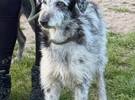 Collie Beddy Whippet stud