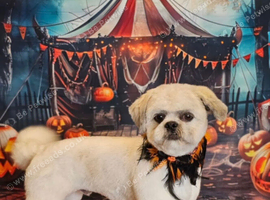 2 Years Old Male Shih Tzu Vet Checked