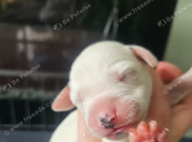 Gorgeous dalmatian puppies available November