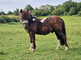 Piebald standard Shetland colt