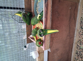 Baby  Kakariki  For Sale  .