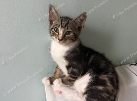 Kittens ready for new home