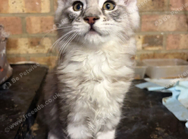 Beautiful pedigree maine  coon kittens