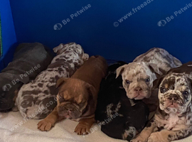 Merle English Bulldog Puppies