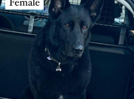 Elite Female Working-Line Dog &ndash; Fully Pedigreed & KC Registered