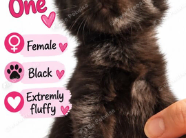 Kittens for sale