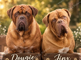 Stunning Dogue de Bordeaux Pups